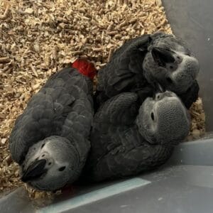 African Grey Parrots for sale