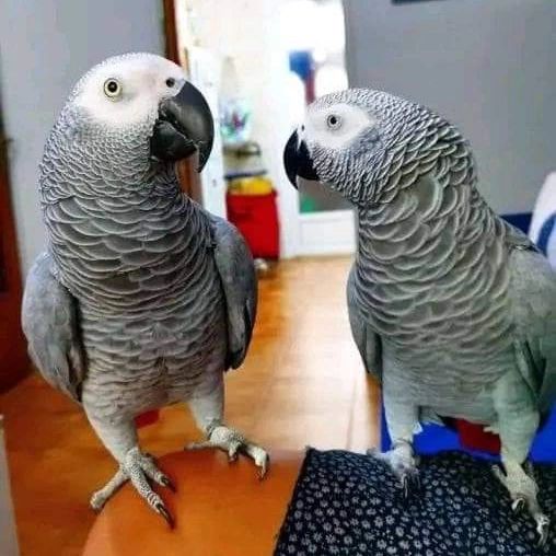Pair Of African Grey Babies Parrots – Handfed, Super Tame & Bonded - Image 2