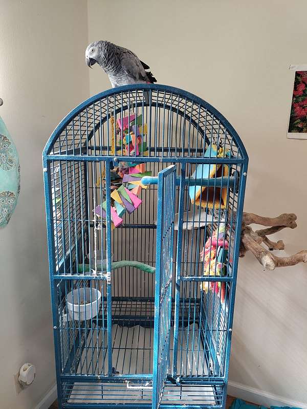 Pair Of African Grey Babies Parrots – Handfed, Super Tame & Bonded - Image 3