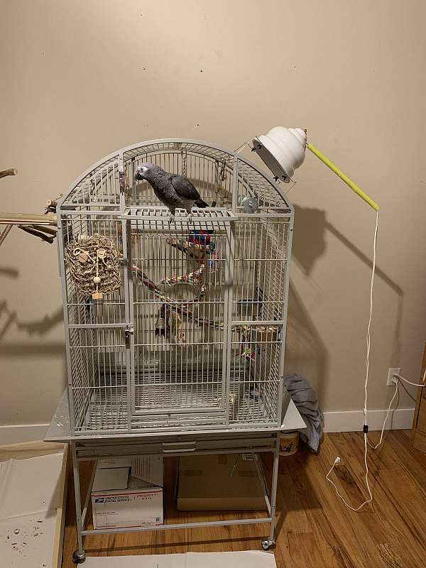 Timneh African Grey Parrot – Hand-Raised & Super Intelligent - Image 3