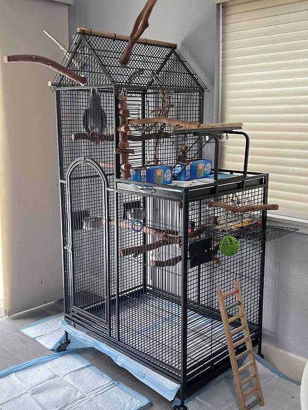 Hand Reared Male African Grey Parrot – Gentle, Loving & Human-Bonded - Image 2