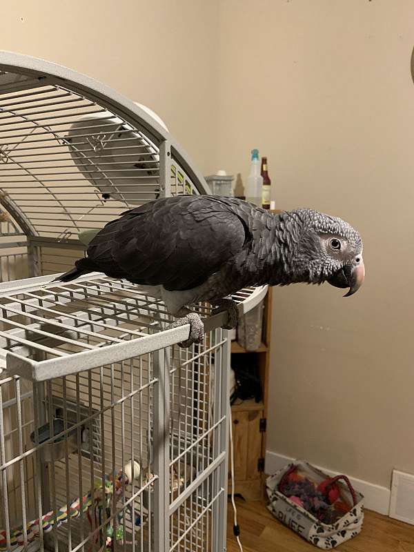 Timneh African Grey Parrot – Hand-Raised & Super Intelligent - Image 2
