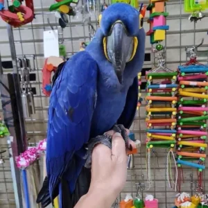Ultra-tame hand-raised Hyacinth Macaw baby named Rio at Exotic Birds Farm.