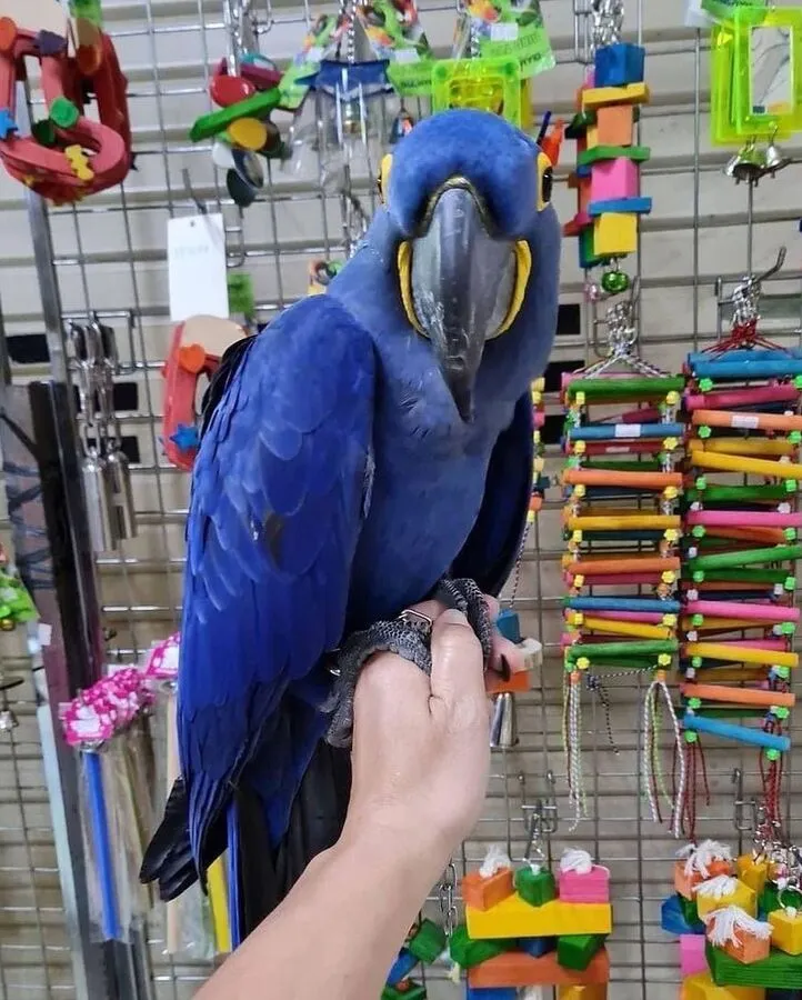 Ultra-tame hand-raised Hyacinth Macaw baby named Rio at Exotic Birds Farm.