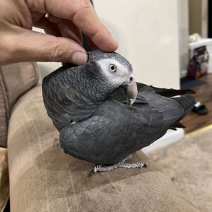 Arlo, a socialized African Grey parrot raised with love
