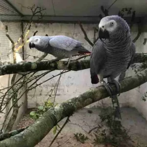 Adult bonded pair Timneh African Grey Parrots Athena and Orion