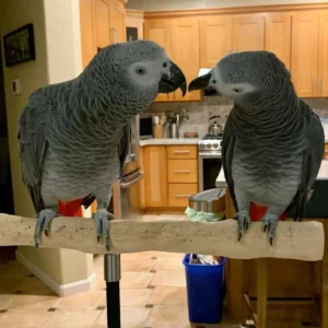 Athena and Orion, a bonded male and female Congo African Grey pair at Exotic Birds Farm