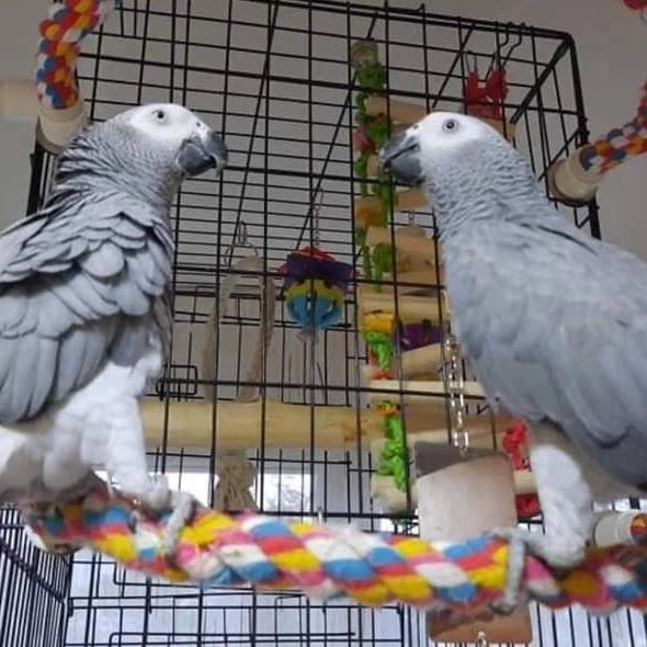 Atlas and Selene, a proven African Grey breeding pair at Exotic Birds Farm