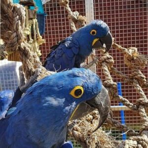 Atlas and Nova, a beautiful blue Hyacinth Macaw pair at Exotic Birds Farm