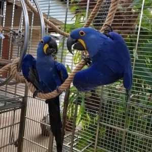 Bonded Hyacinth Macaw pair Apollo and Selene at Exotic Birds Farm.