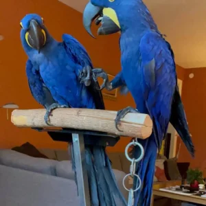 Bonded pair of Hyacinth Macaws Kai and Luna at Exotic Birds Farm.