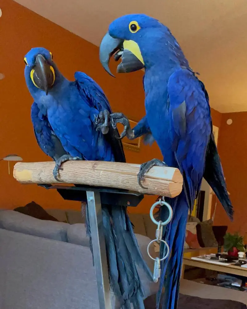 Bonded pair of Hyacinth Macaws Kai and Luna at Exotic Birds Farm.