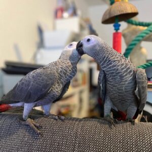 Bonded pair of African Grey Parrots, Kiko and Zara, perched together at Exotic Birds Farm