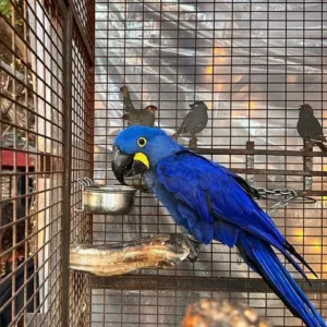 Brilliant blue Hyacinth Macaw named Zephyr, a top-quality talking bird at Exotic Birds Farm