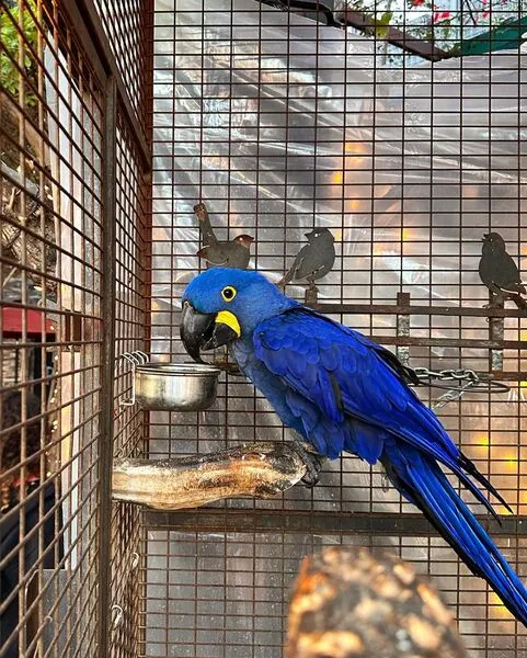 Brilliant blue Hyacinth Macaw named Zephyr, a top-quality talking bird at Exotic Birds Farm