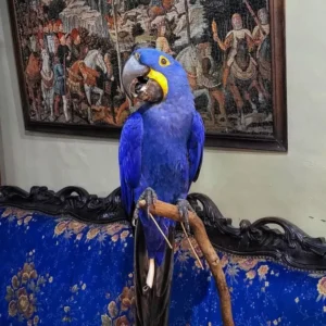 Gentle and affectionate female Hyacinth Macaw named Celeste at Exotic Birds Farm.