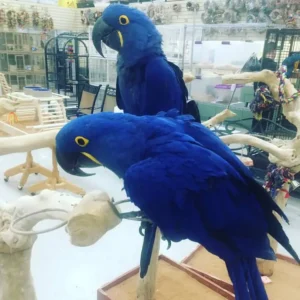 Sol and Aria, a hand-raised bonded Hyacinth Macaw pair