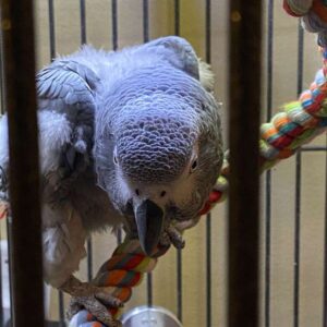 Harper, a rescue-friendly adult African Grey parrot available for rehoming