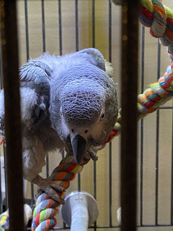 Harper, a rescue-friendly adult African Grey parrot available for rehoming