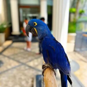 Gentle, fully socialized Hyacinth Macaw for sale at Exotic Birds Farm