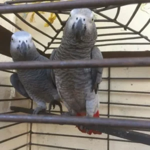 Kairo and Melody, two African Grey parrots displayed with their large cage at Exotic Birds Farm