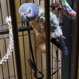 Koko, a Congo African Grey talking baby, perfect for families