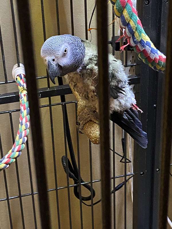 Koko, a Congo African Grey talking baby, perfect for families
