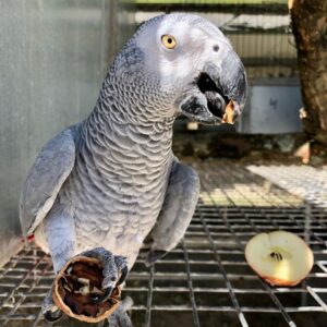 Luna, a charming female African Grey Parrot perched at Exotic Birds Farm