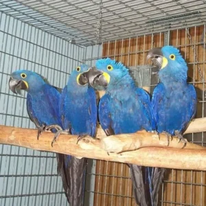Trio of Hyacinth Macaws — Orion, Celeste & Vega — at Exotic Birds Farm