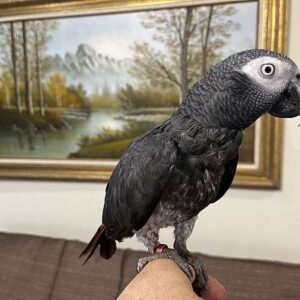 Friendly male Timneh African Grey Parrot perched and mimicking sounds at Exotic Birds Farm
