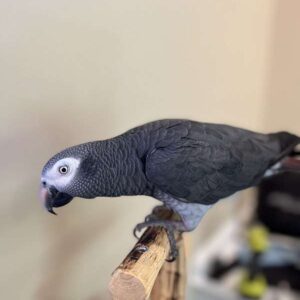 Marcel, a Congo African Grey juvenile ready for training at Exotic Birds Farm