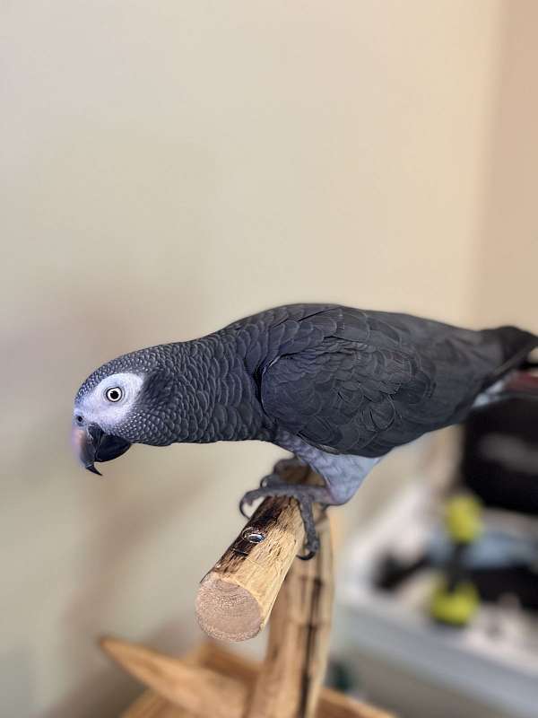 Marcel, a Congo African Grey juvenile ready for training at Exotic Birds Farm