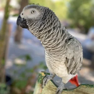 Mila, a lovely female African Grey parrot that is soft-spoken and sweet