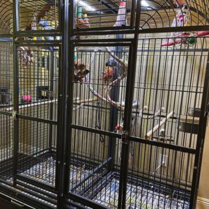 Niko, a feather-perfect and vet-approved baby African Grey parrot