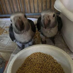 Nugget and Willow, a male and female baby African Grey parrot pair at Exotic Birds Farm