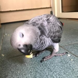 Nyra, a 15-week-old female Congo African Grey Parrot at Exotic Birds Farm