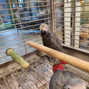 Ollie, a friendly African Grey parrot ideal for indoor living