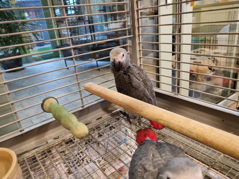 Ollie, a friendly African Grey parrot ideal for indoor living