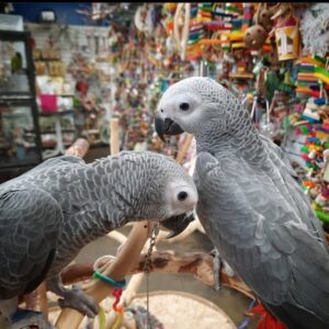 Pebble and Cloud, two African Grey baby parrots perched together at Exotic Birds Farm
