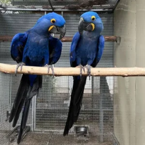 Bonded Hyacinth Macaw pair Orion and Lyra sitting together