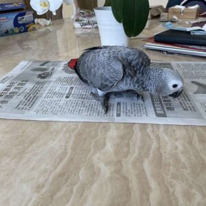 Ravi, an extra-tame human-bonded trained African Grey parrot