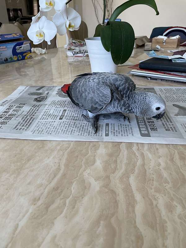 Ravi, an extra-tame human-bonded trained African Grey parrot