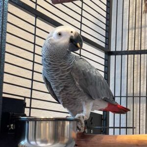 remi-hand-reared-male-african-grey-parrot-exotic-birds-farm