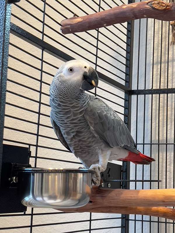 remi-hand-reared-male-african-grey-parrot-exotic-birds-farm
