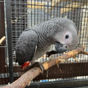 Rocco, a tame talking male African Grey Parrot interacting at Exotic Birds Farm