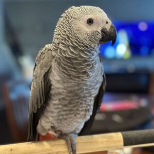 Saffron, an African Grey Parrot for beginners with excellent talking ability