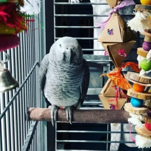 Shadow, a calm male African Grey Parrot perched at Exotic Birds Farm