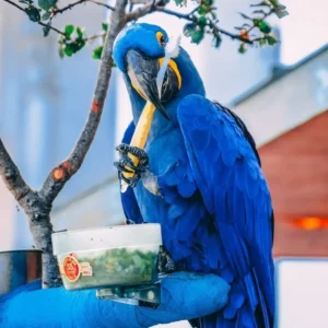 Playful handfed male Hyacinth Macaw named Milo at Exotic Birds Farm.