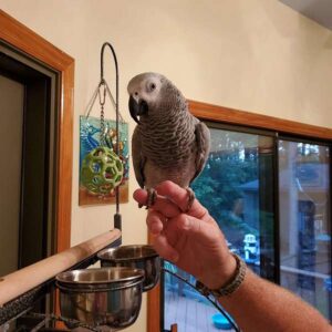 Handfed Timneh African Grey baby perched on caretaker’s hand at Exotic Birds Farm
