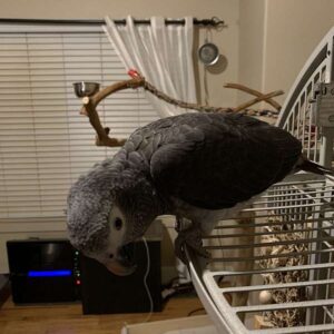 Hand-raised Timneh African Grey Parrot perched in aviary at Exotic Birds Farm